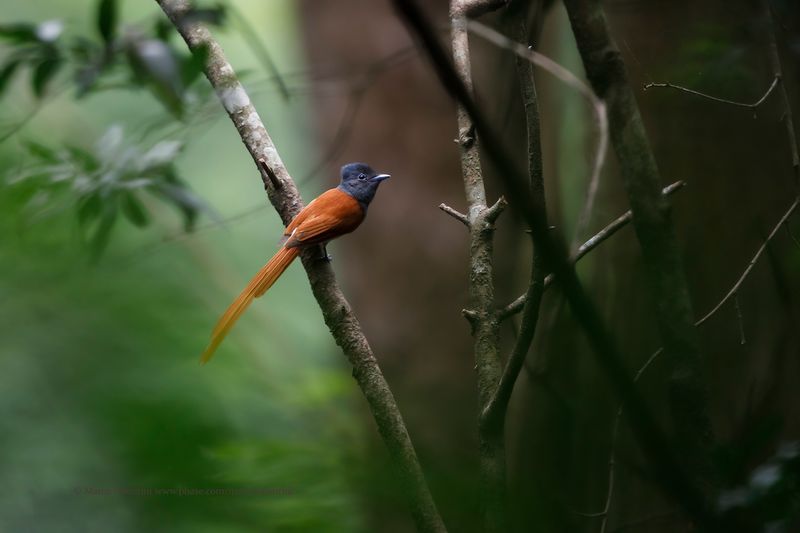 African Paradise Flycatcher - Terpsiphone viridis