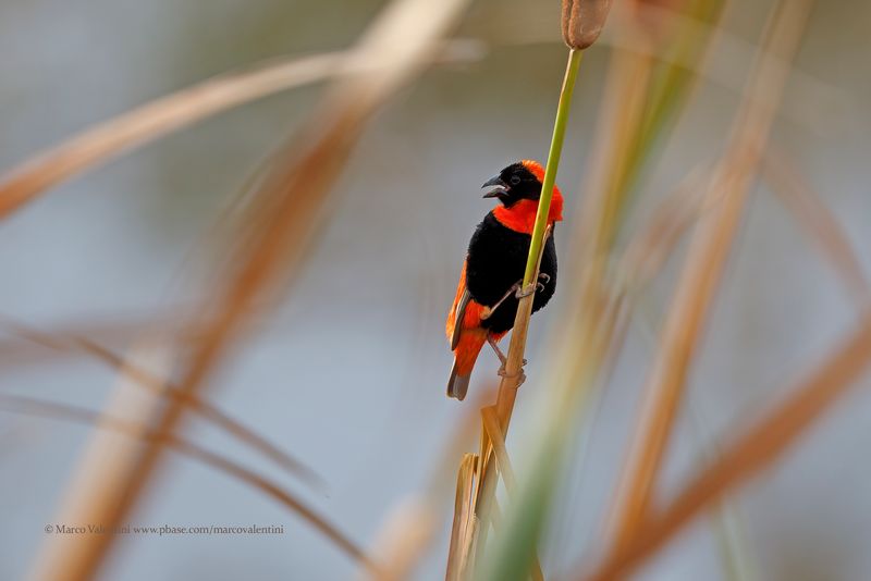 Southern Red Bishop - Euplectes oryx