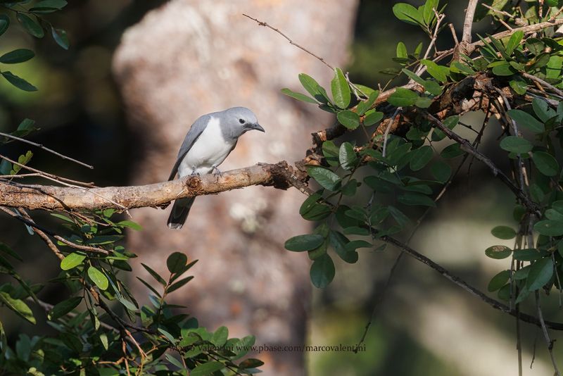 White-breasted Cuckooshrike - Coracina pectoralis