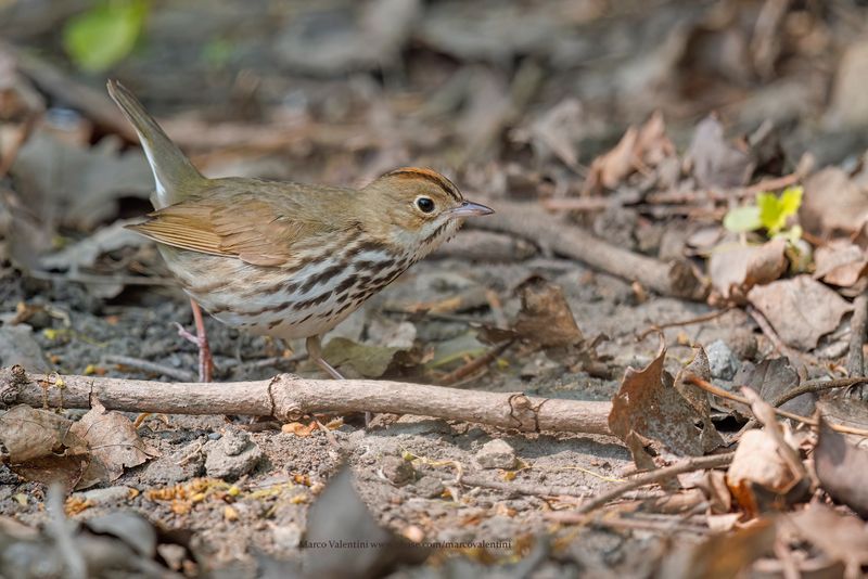 Ovenbird - Seiurus aurocapilla