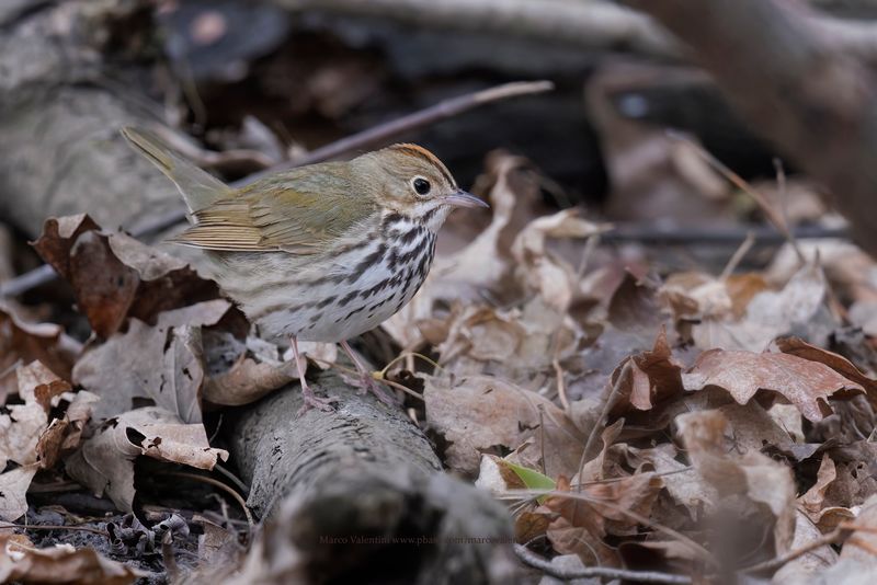 Ovenbird - Seiurus aurocapilla