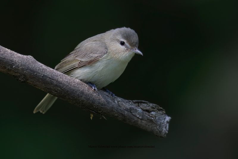 Warbling Vireo- Milvus gilvus