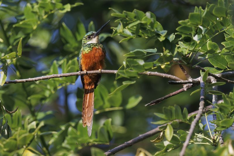 Rufuous-tailed Jacamar - Galbula ruficauda