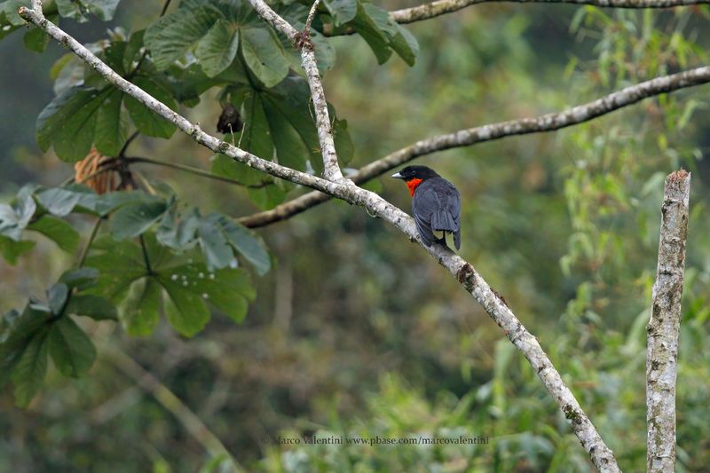 Red-ruffed Fruitcrow - Pyroderus scutatus