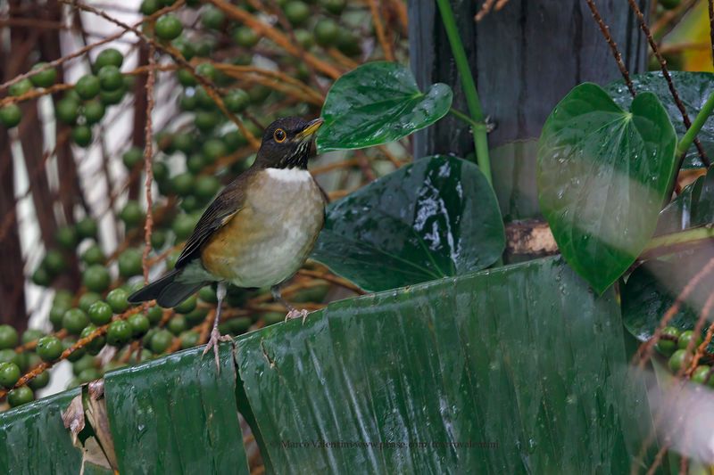 White-necked Thrush - Turdus albicollis
