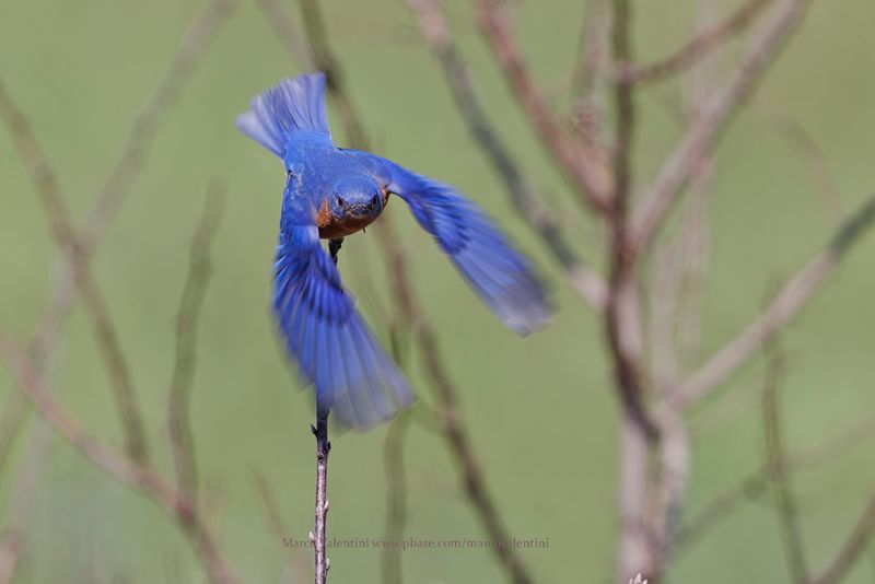 Eastern Bluebird - Sialia sialis