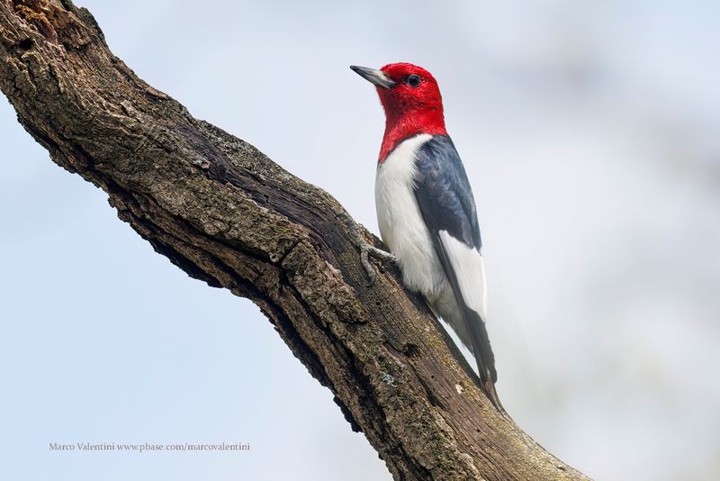 Red-headed Woodpecker  - Melanerpes erythrocephalus