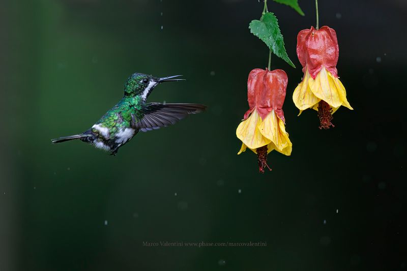 Green Thorntail - Discosura conversii