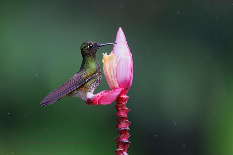 Greenish Puffleg - Haplophaedia aureliae