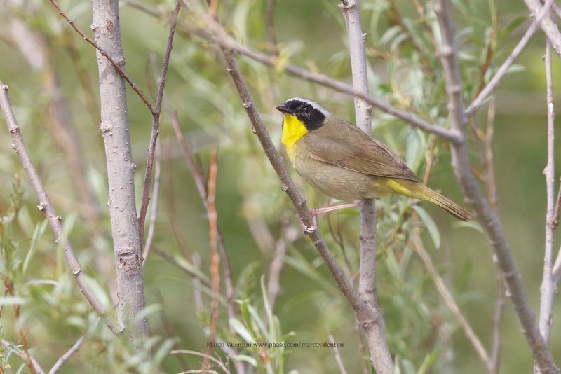 Common Yellowthroat - Geothlypis trichas