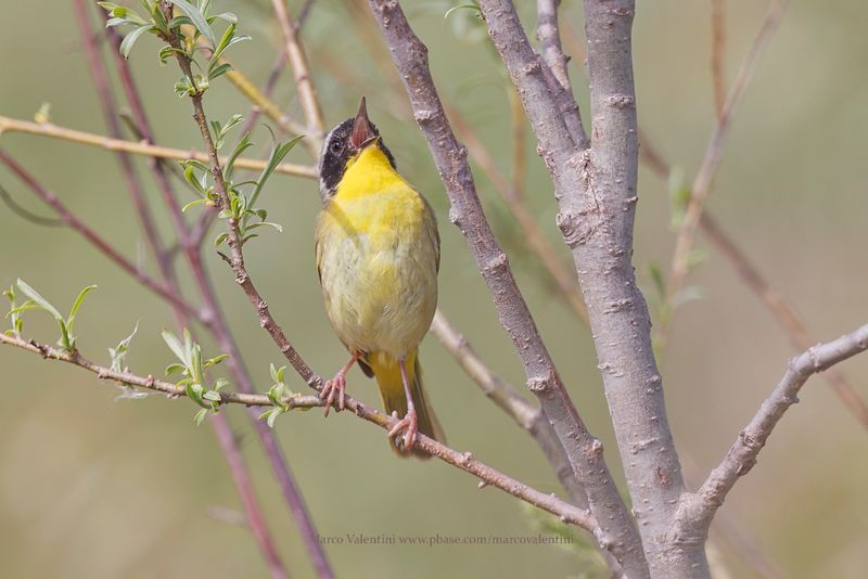 Common Yellowthroat - Geothlypis trichas