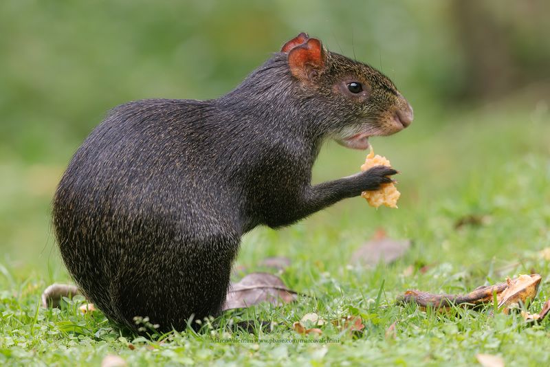 Black Agouti - Dasyprocta fuliginosa