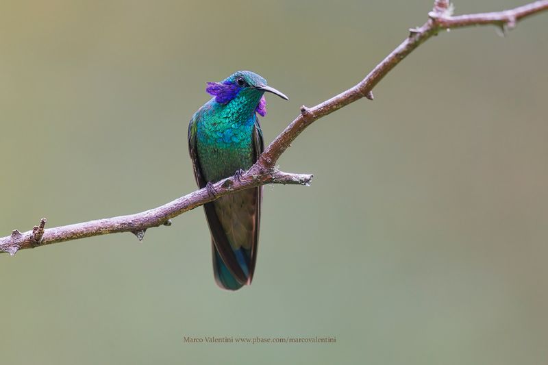 Lesser Violetear - Colibri cyanotus