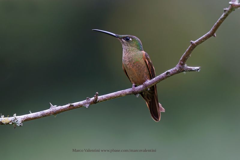 Fawn-breasted Brilliant - Heliodoxa rubinoides