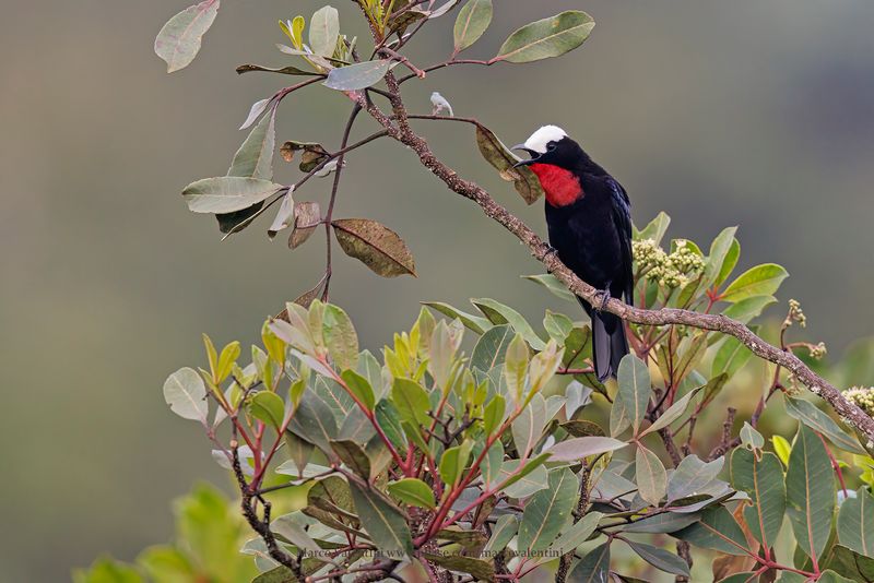 White-capped Tanager - Sericossypha albocristata