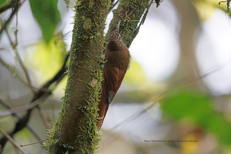 Montane Woodcreeper - Lepidocolaptes lacrymiger