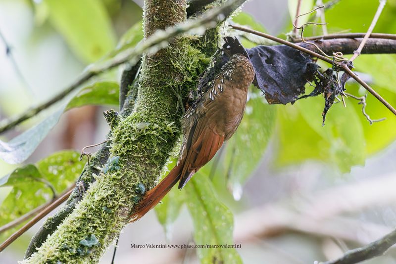 Montane Woodcreeper - Lepidocolaptes lacrymiger