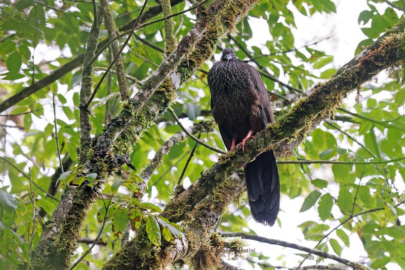 Cauca Guan - Penelope perspicax