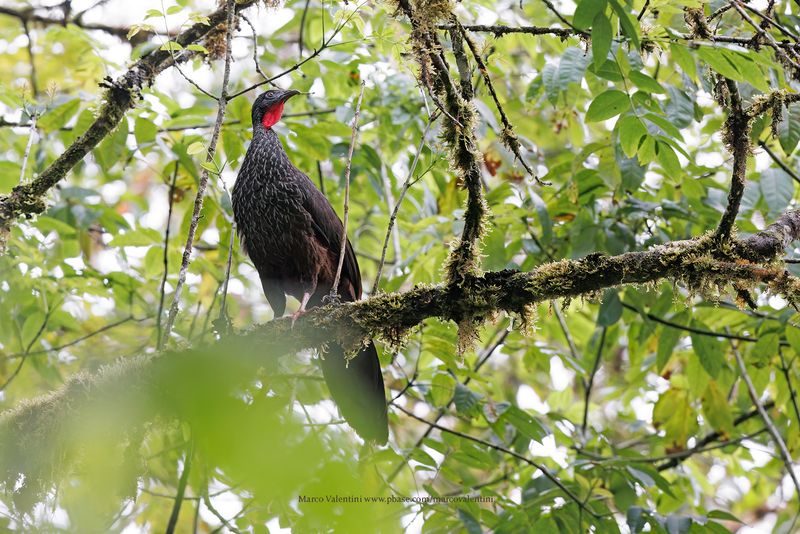 Cauca Guan - Penelope perspicax