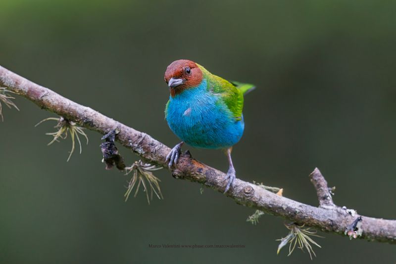 Bay-headed Tanager - Tangara gyrola