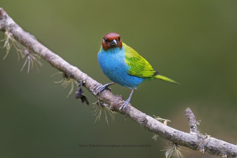 Bay-headed Tanager - Tangara gyrola