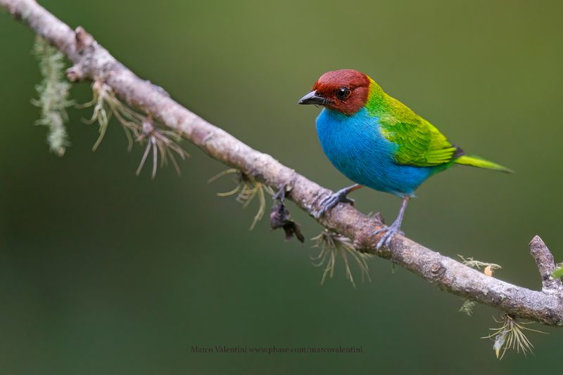 Bay-headed Tanager - Tangara gyrola