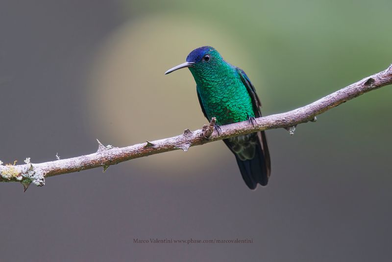 Indigo-capped Hummingbird - Saucerottia cyanifrons