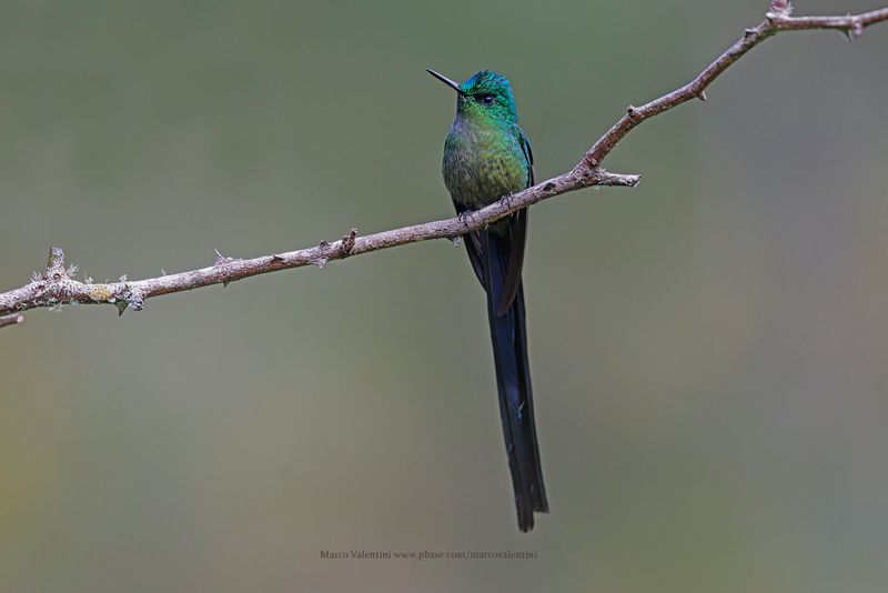 Long-tailed Sylph - Aglaiocercus kingii