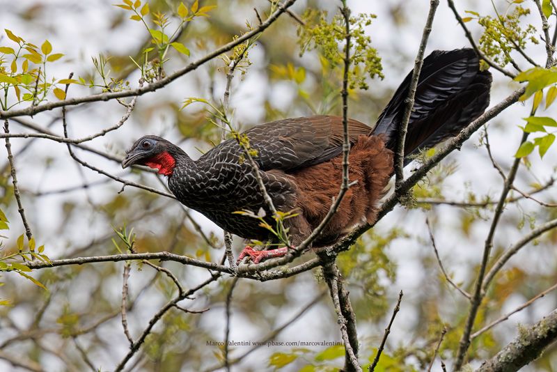Cauca Guan - Penelope perspicax