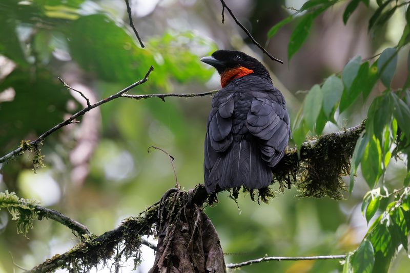 Red-ruffed Fruitcrow - Pyroderus scutatus