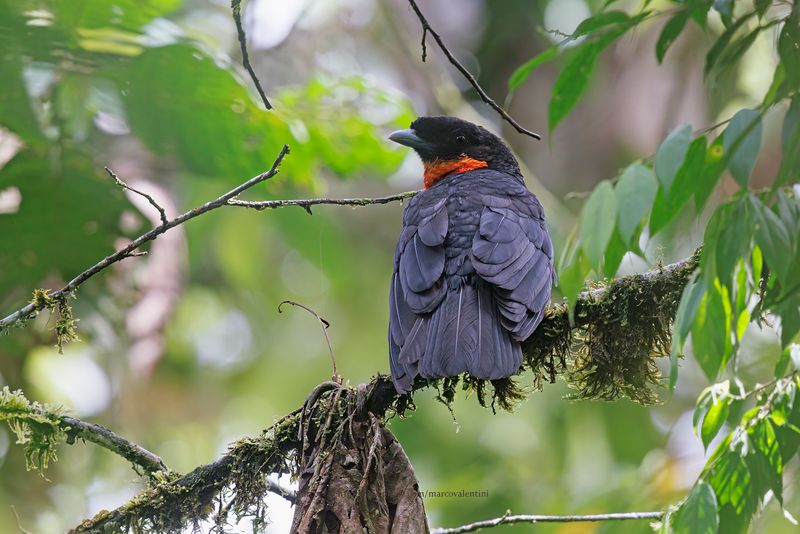 Red-ruffed Fruitcrow - Pyroderus scutatus