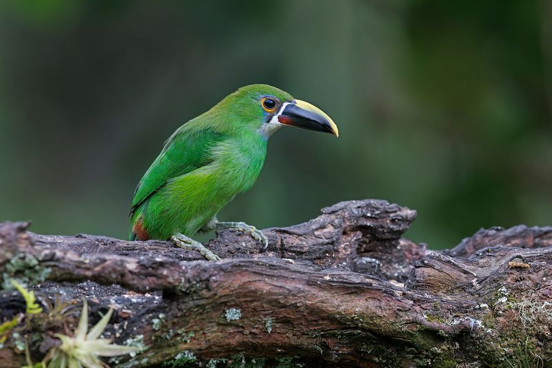 Southern Emerald-Toucanet - Aulacorhynchus albivitta