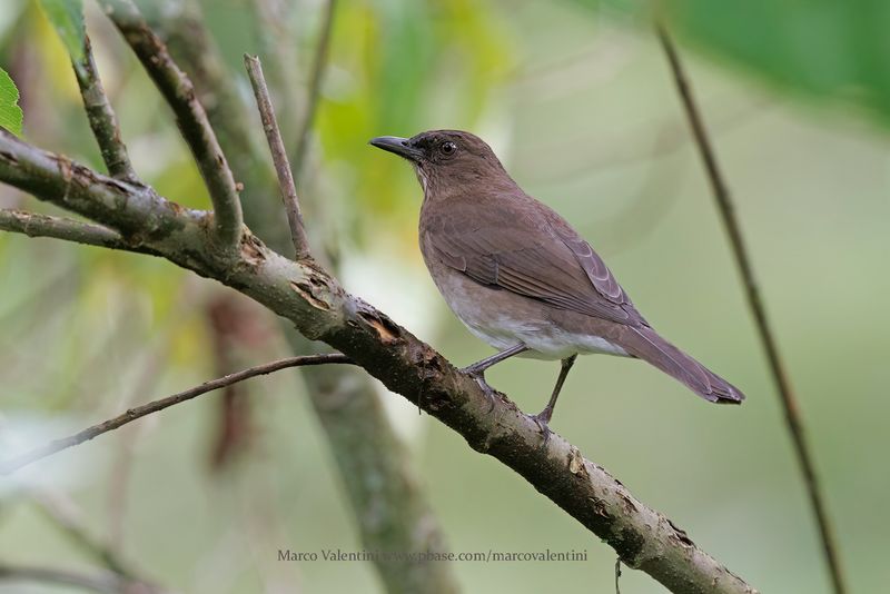 Black-billed Thrush - Turdus ignobilis