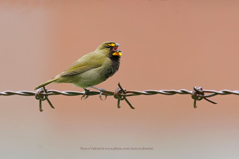 Yellow-faced Grassquit - Tiaris olivaceus