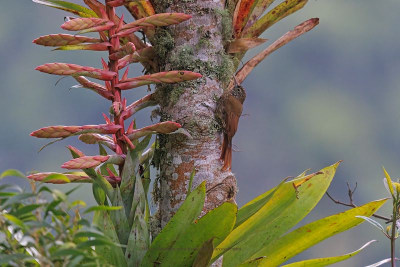 Montane Woodcreeper - Lepidocolaptes lacrymiger