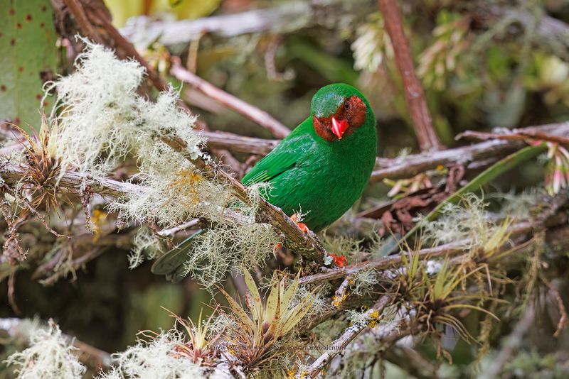 Grass-green Tanager Chlorornis riefferii