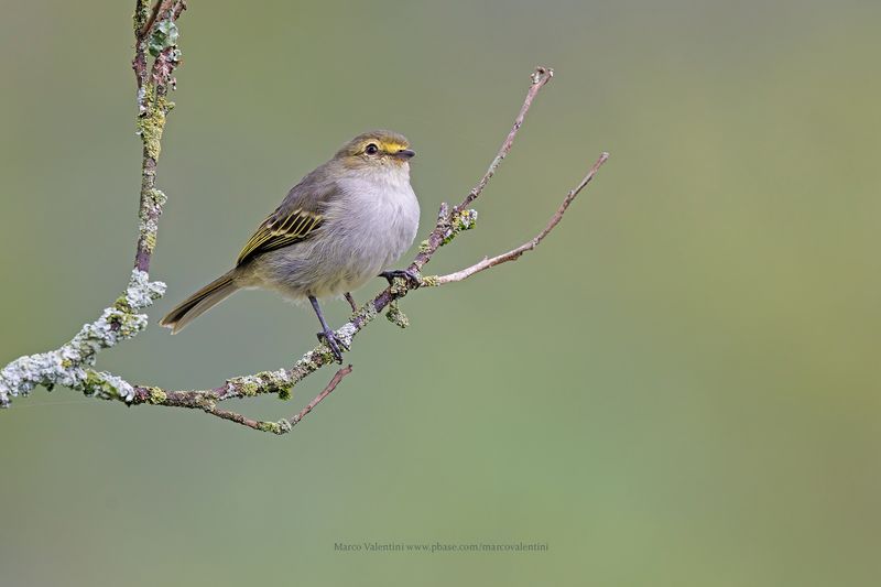 Golden-faced Tyrannulet - Zimmerius chrysops