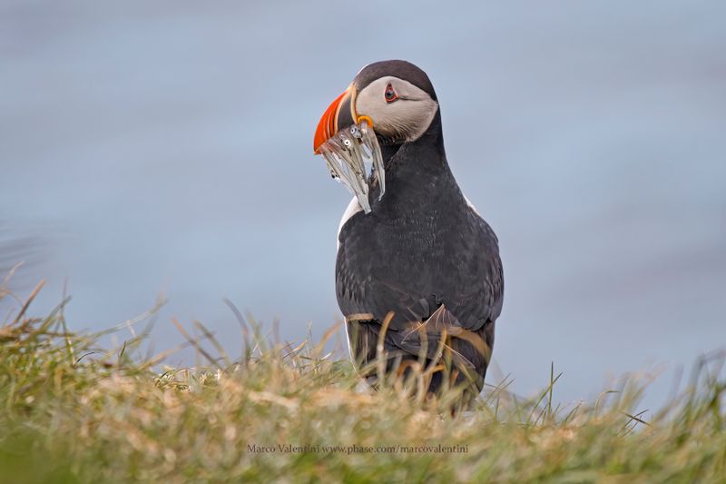 Atlantic puffin - Fratercula arctica