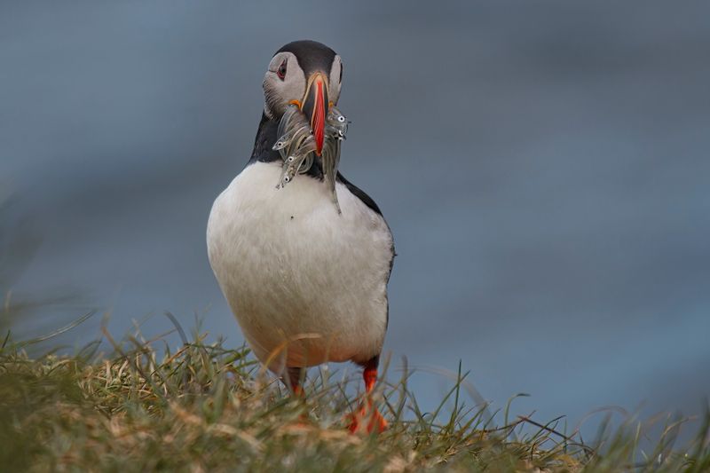 Atlantic puffin - Fratercula arctica