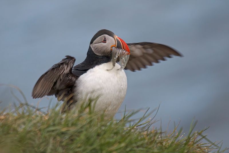 Atlantic puffin - Fratercula arctica