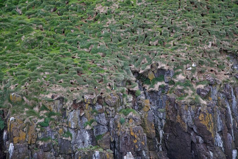 Atlantic puffin - Fratercula arctica