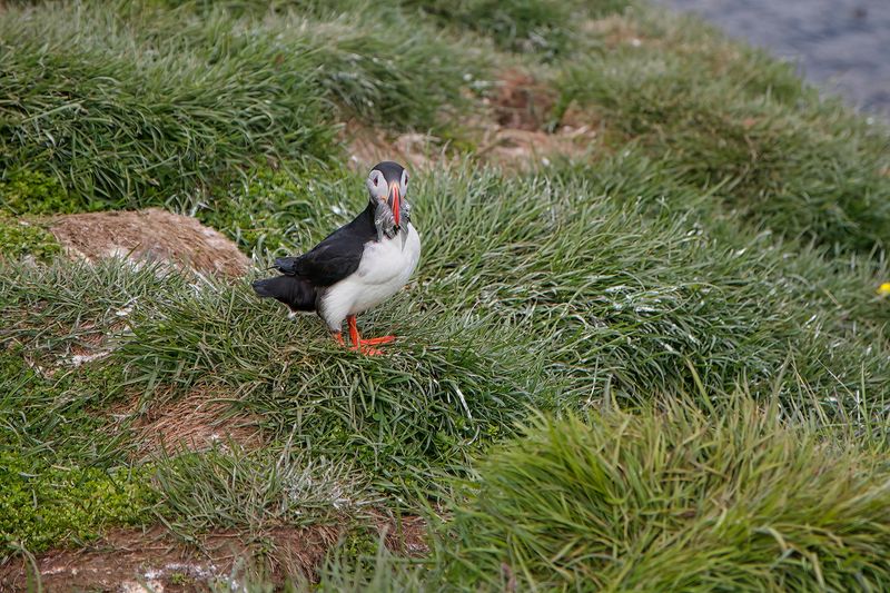 Atlantic puffin - Fratercula arctica