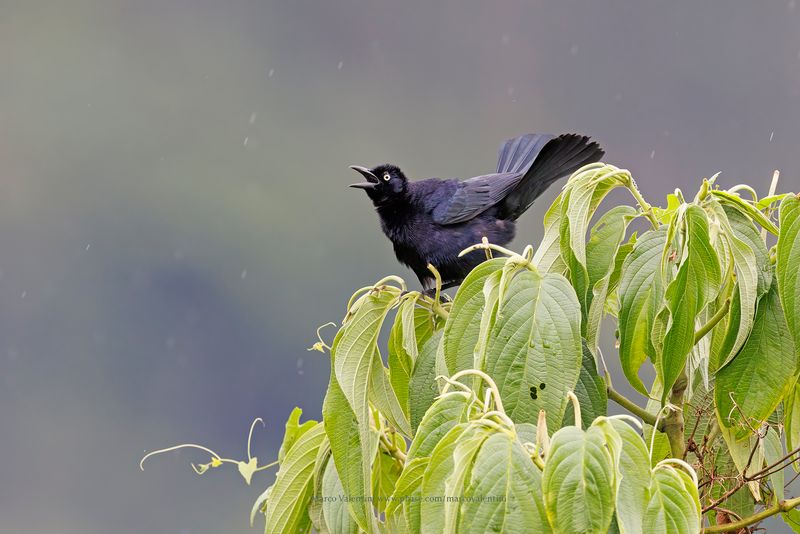 Carib Grackle - Quiscalus lugubris