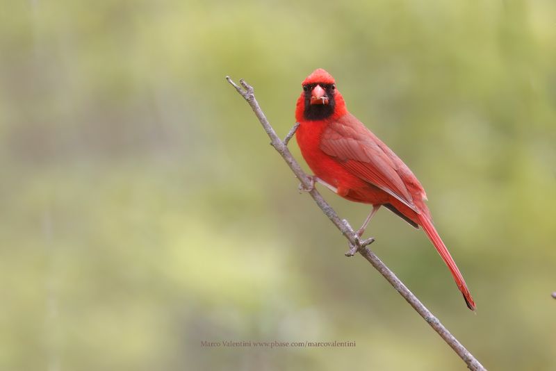 Northern Cardinal - Cardinalis cardinalis