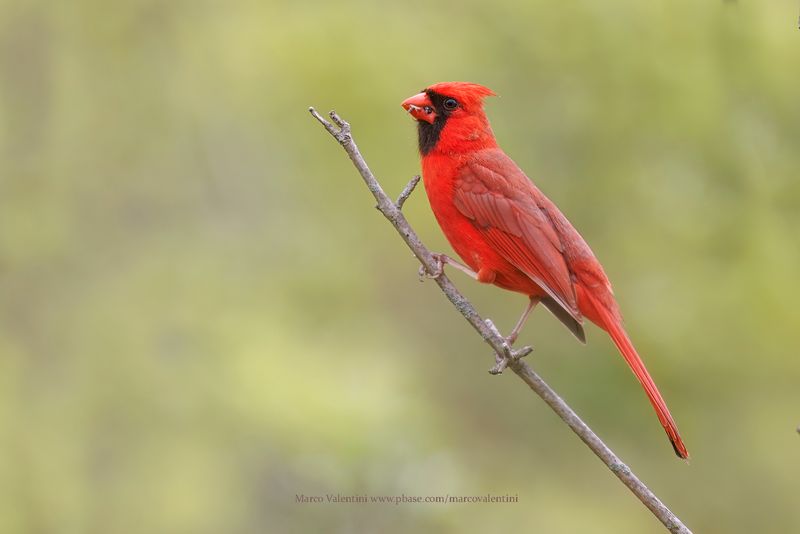 Northern Cardinal - Cardinalis cardinalis