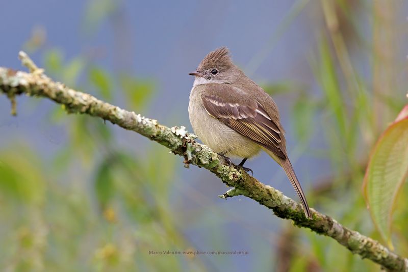 Yellow-bellied Elaenia - Elaenia flavogaster