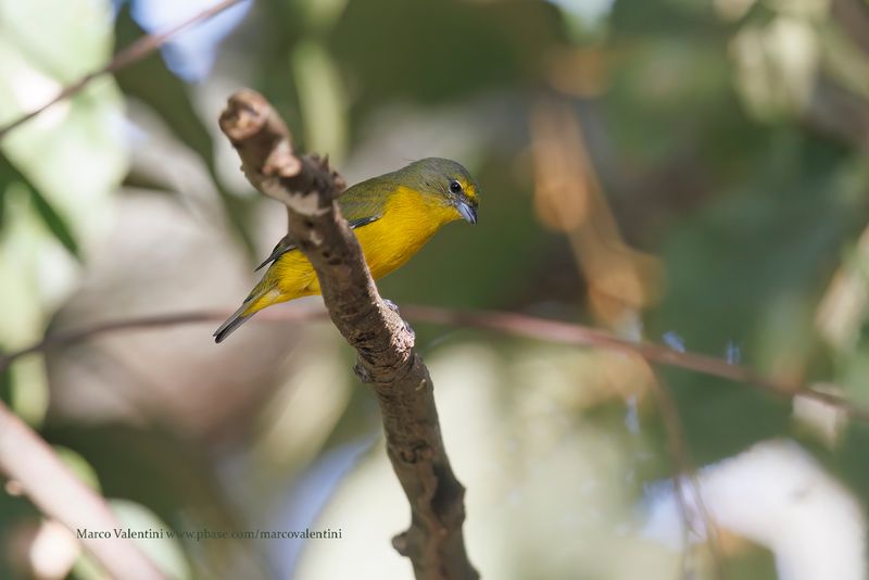 Velvet-fronted Euphonia - Euphonia concinna