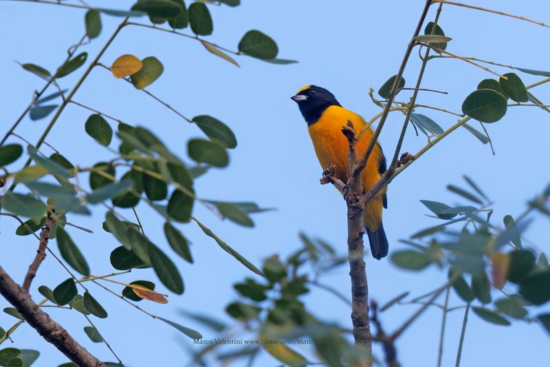 Velvet-fronted Euphonia - Euphonia concinna