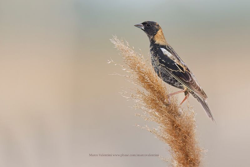 Bobolink - Dolichonyx oryzivorus