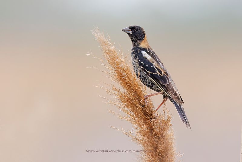 Bobolink - Dolichonyx oryzivorus